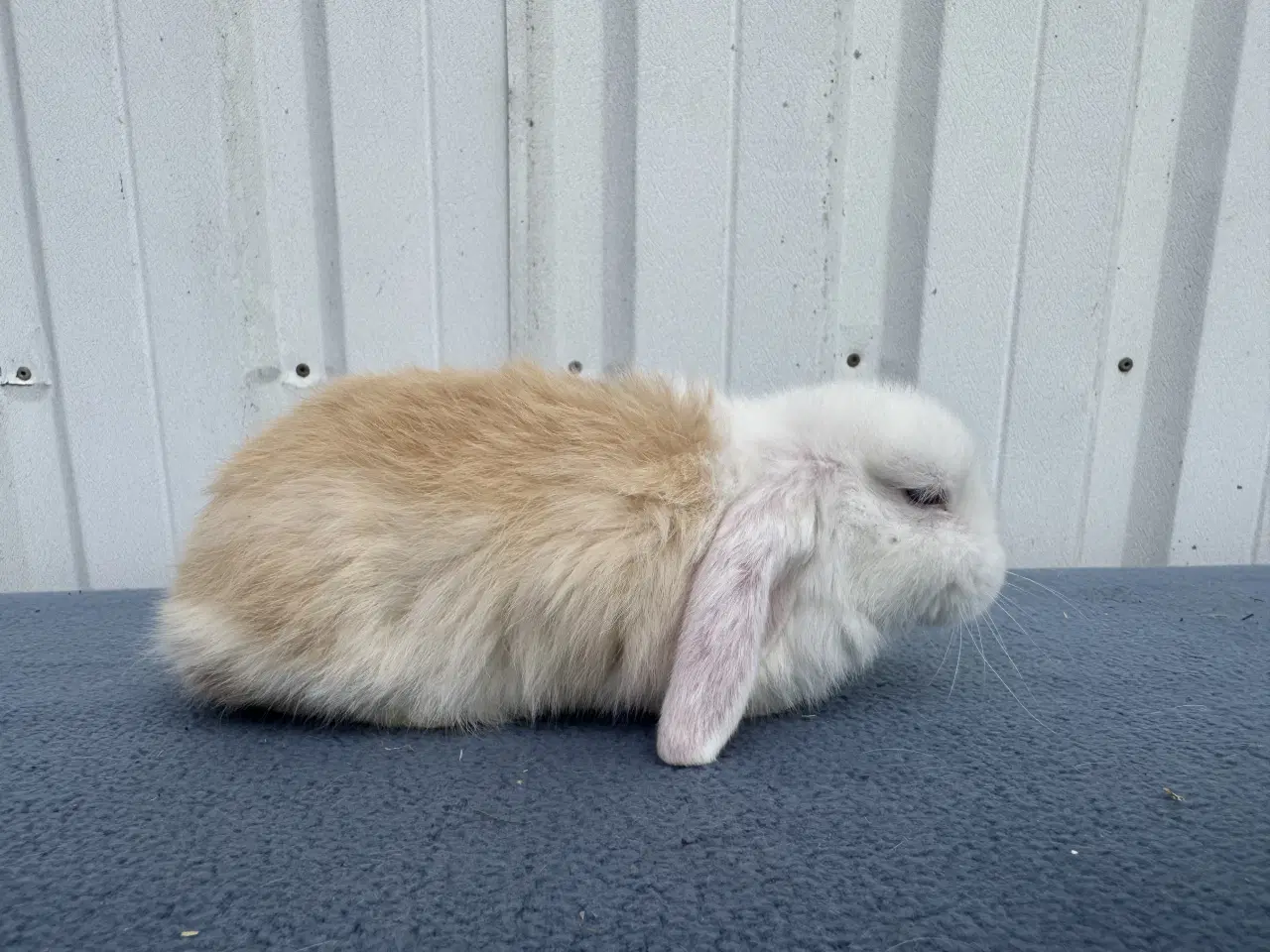 Billede 4 - Dværgvædder hunkanin