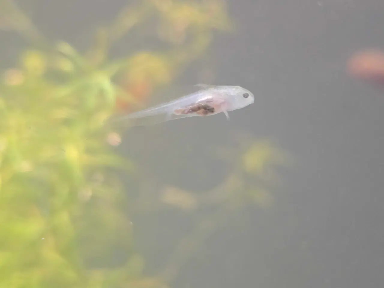 Billede 1 - Axolotler m. Stamtavle fra kendte linjer