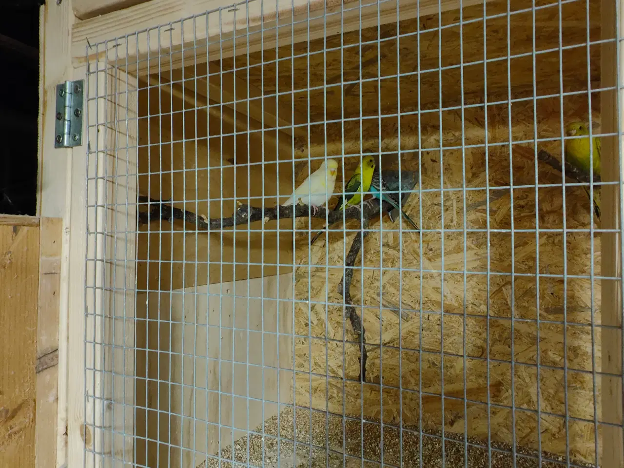 Billede 2 - Undulater til salg.