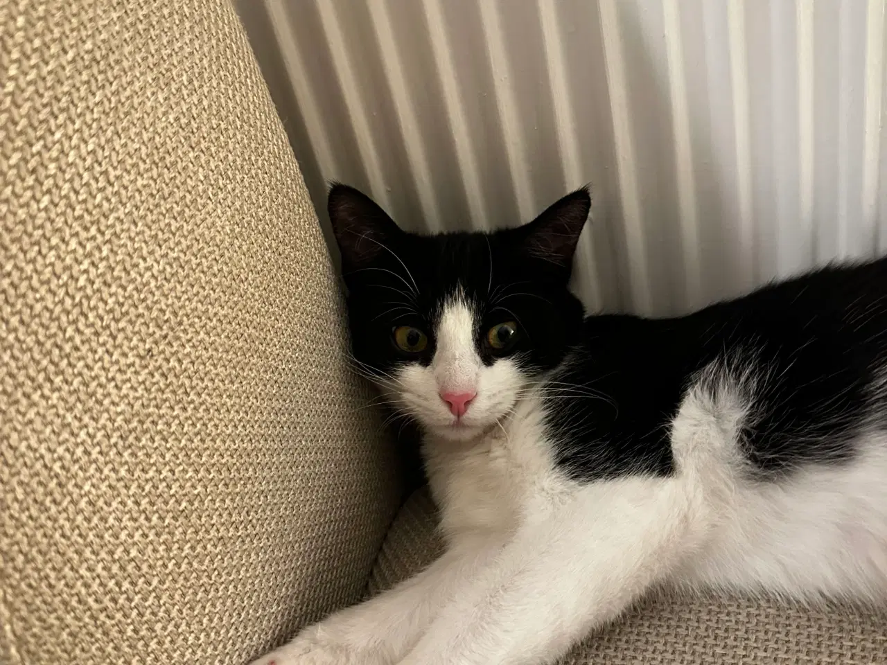 Billede 3 - Kat på 5 måneder