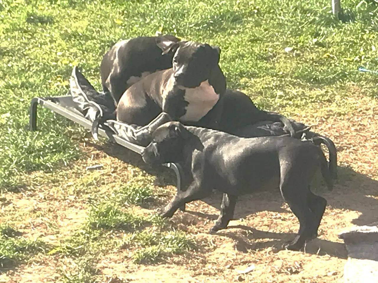 Billede 5 - Staffordshire Bull terrier hvalpe