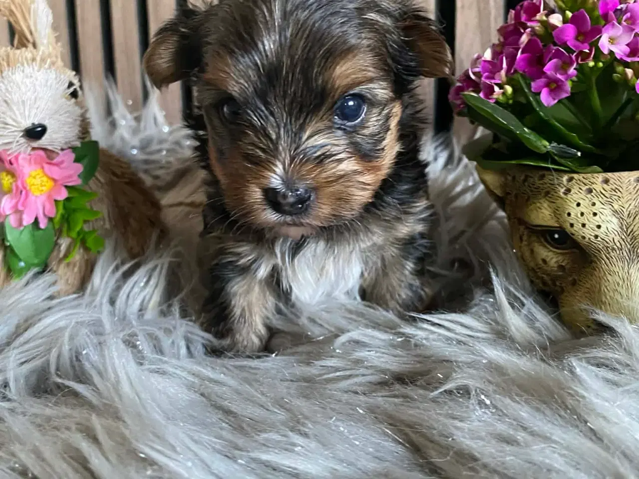 Billede 4 - Yorkshire terrier 