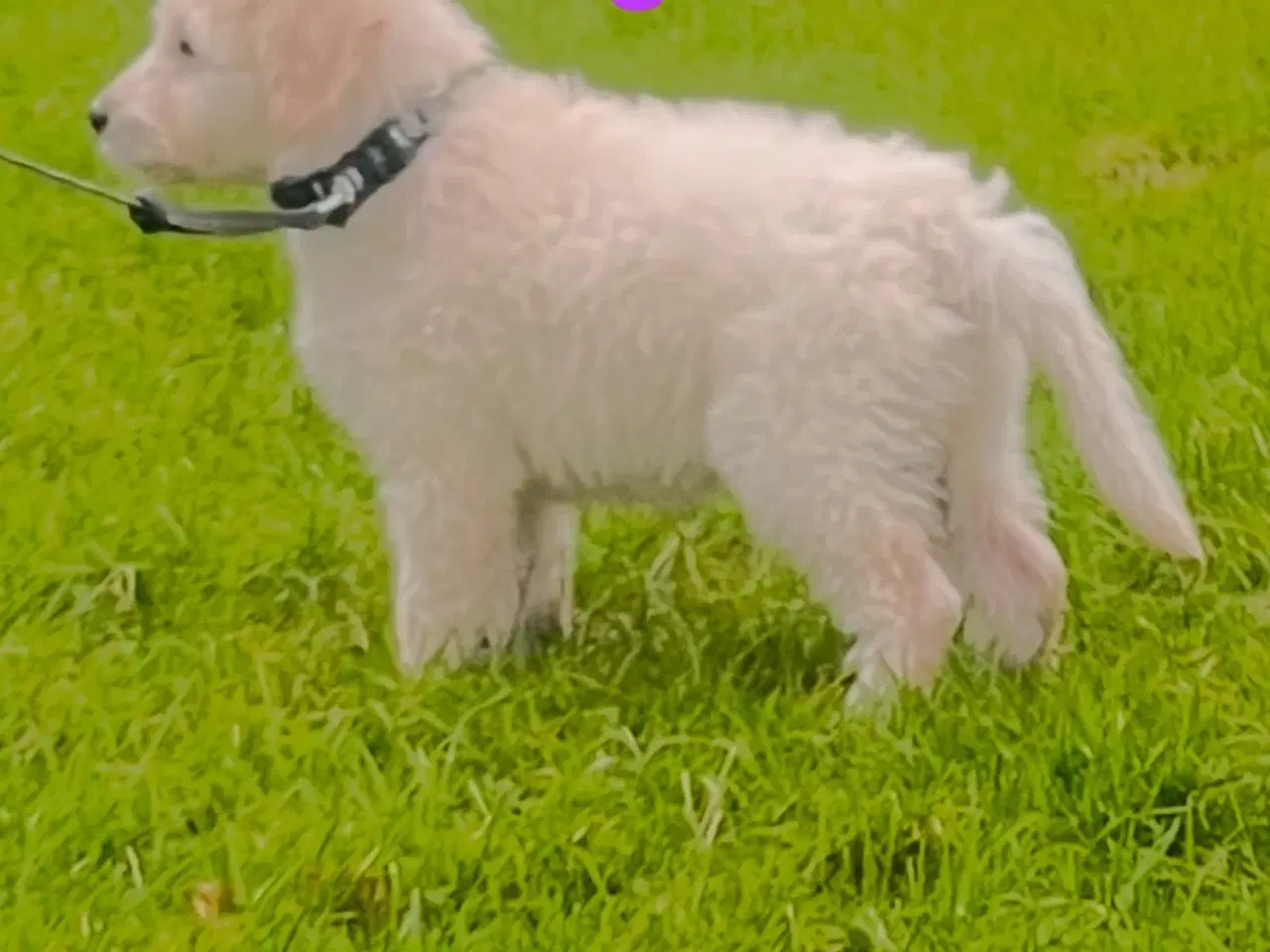 Billede 3 - Goldendoodle Hvalpe