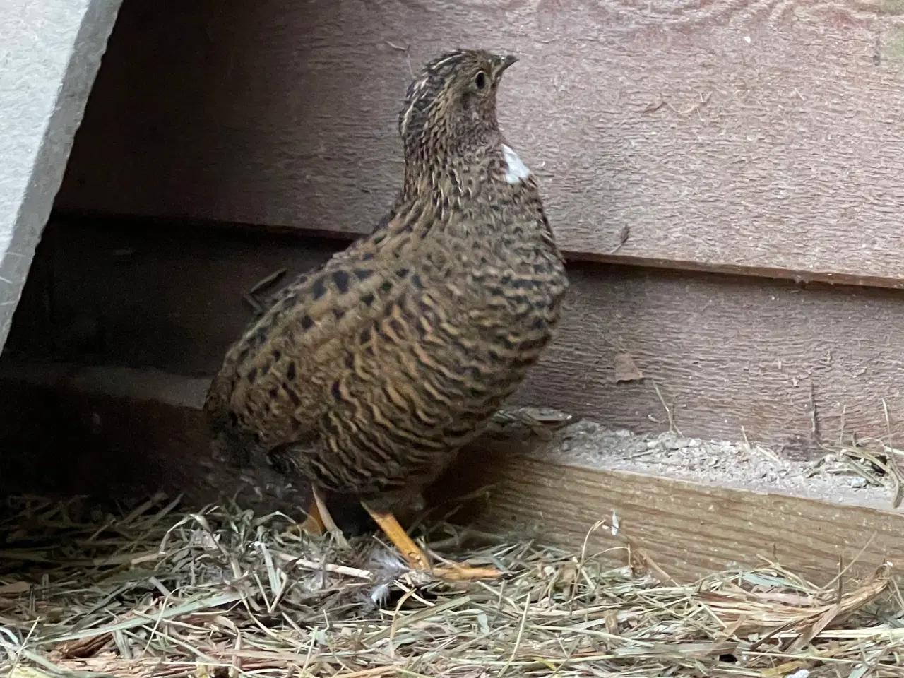 Billede 3 - Kinesiske Dværgvagtler