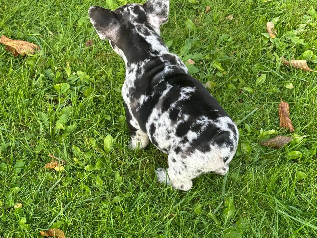 Billede 4 - Fransk bulldog Blå/Merle