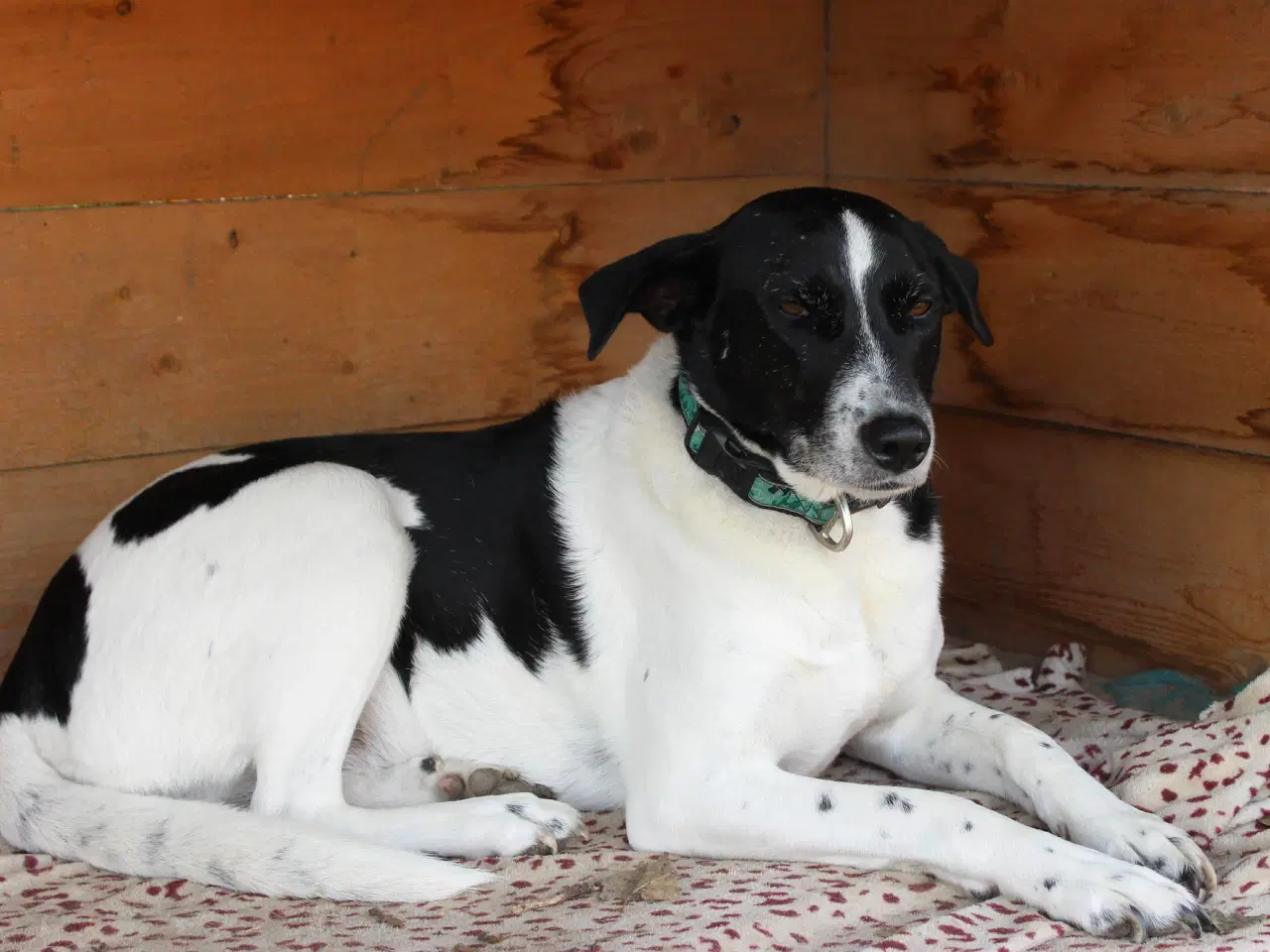 Billede 9 - Wilma søger familie! 🩷