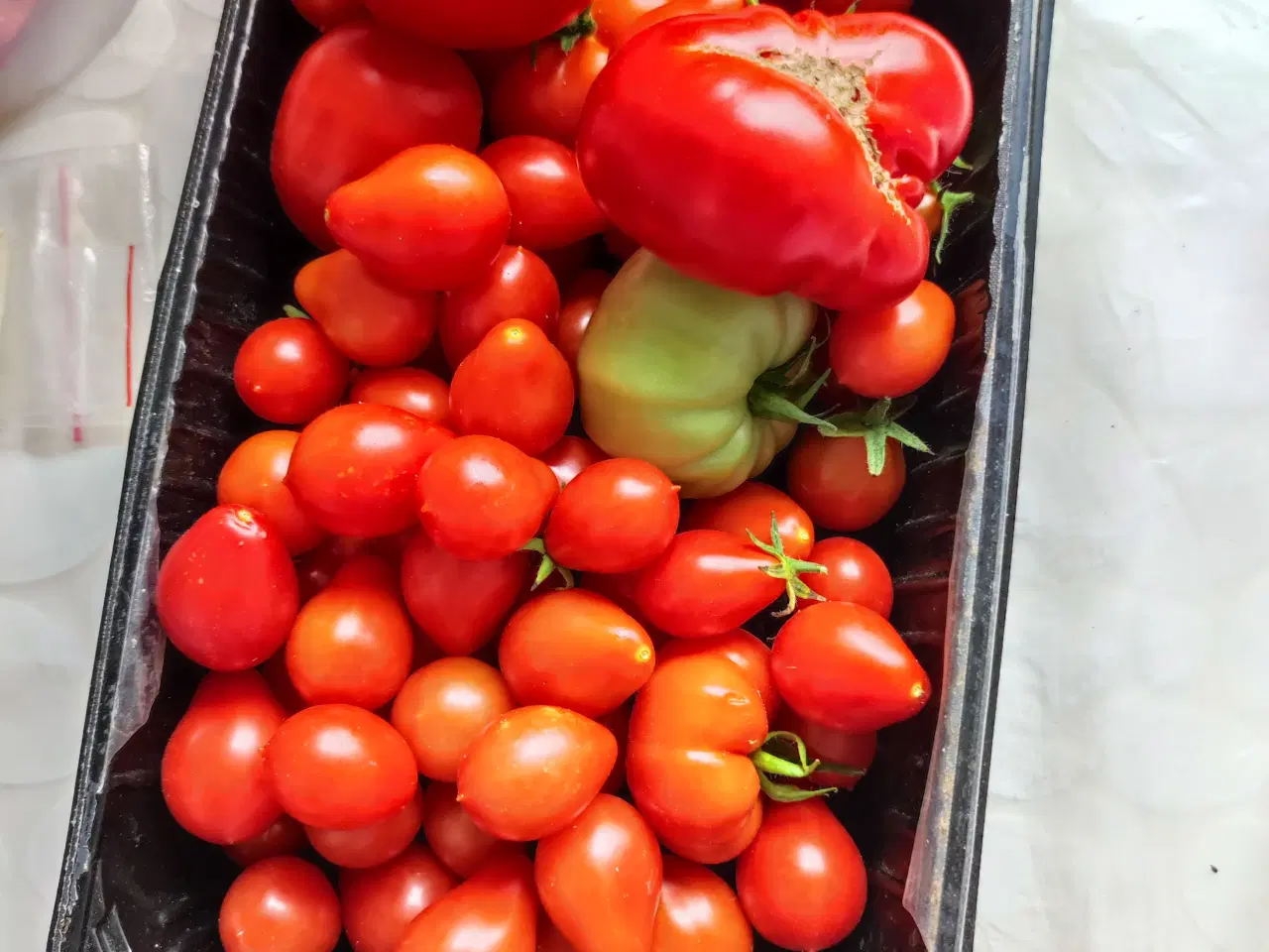 Billede 5 - Tomatplanter blandet sorter 