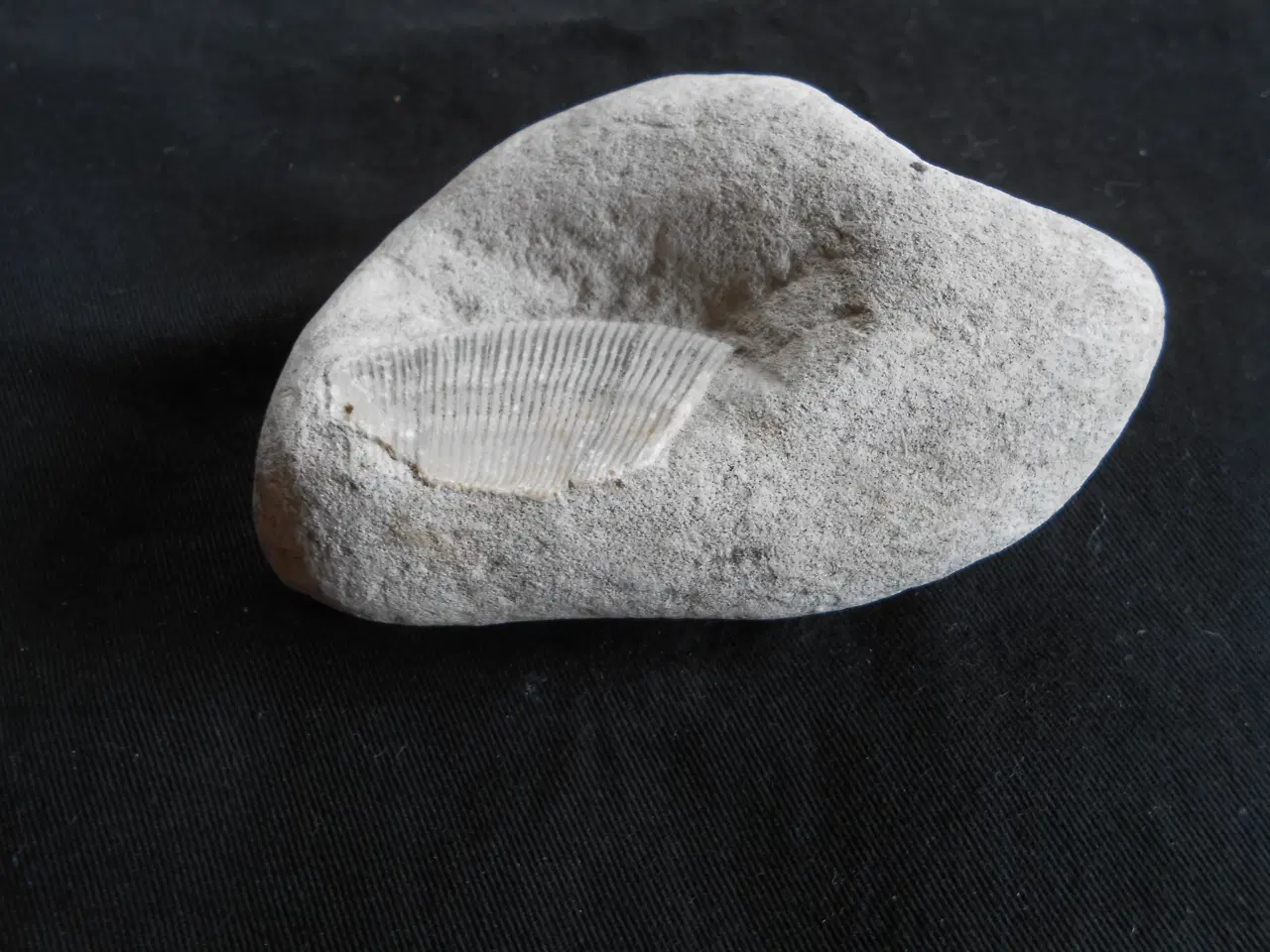Billede 3 - Fossil Tydelig aftryk Muslingeskal Spondylus    