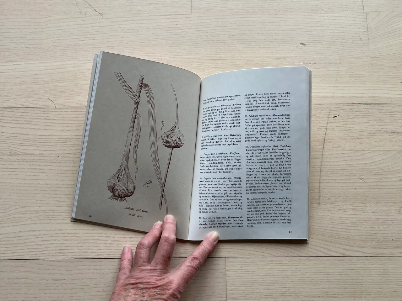 Billede 2 - Lægeurter ved Spøttrup -  af Lise Tillge