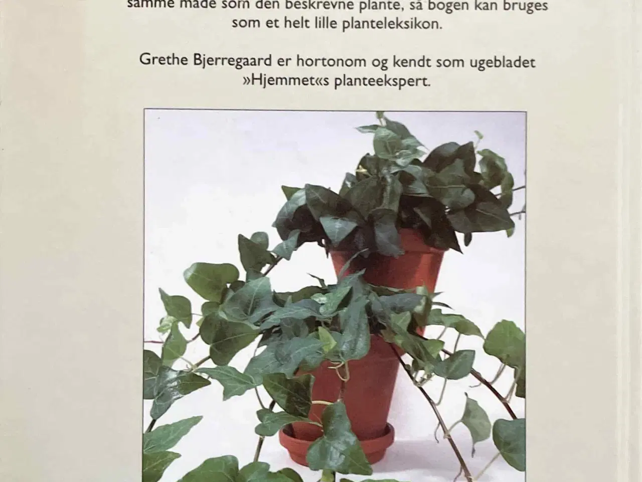 Billede 5 - 100 populære stueplanter /Grethe Bjerregaard