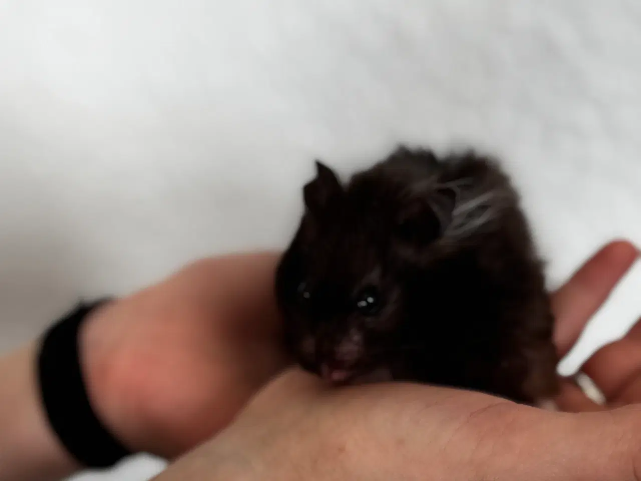 Billede 2 - Håndvandt kærlig guldhamster (Med alt tilbehør)