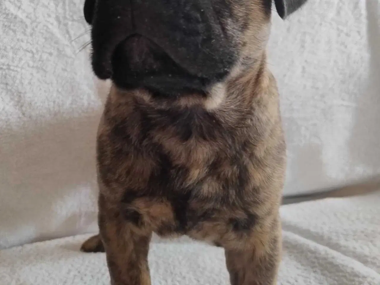 Billede 4 - Bullmastiff hvalpe, kan flytte 24. august