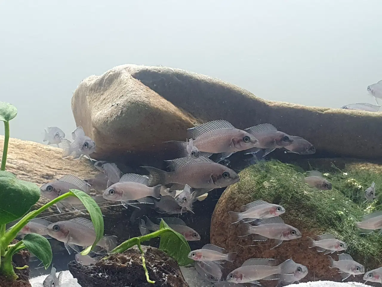 Billede 8 - Prinsessecichlider (Neolamprologus brichardi)
