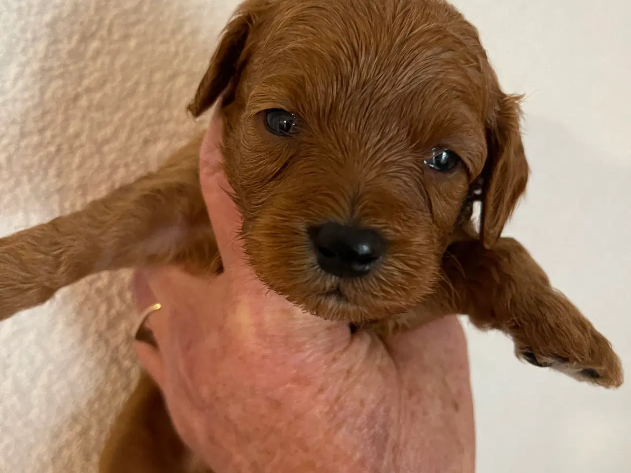 Billede 3 - Maltipoo til efterårs ferien ?