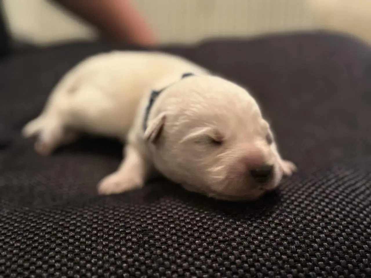 Billede 8 - Ønsker du en hund i julegave