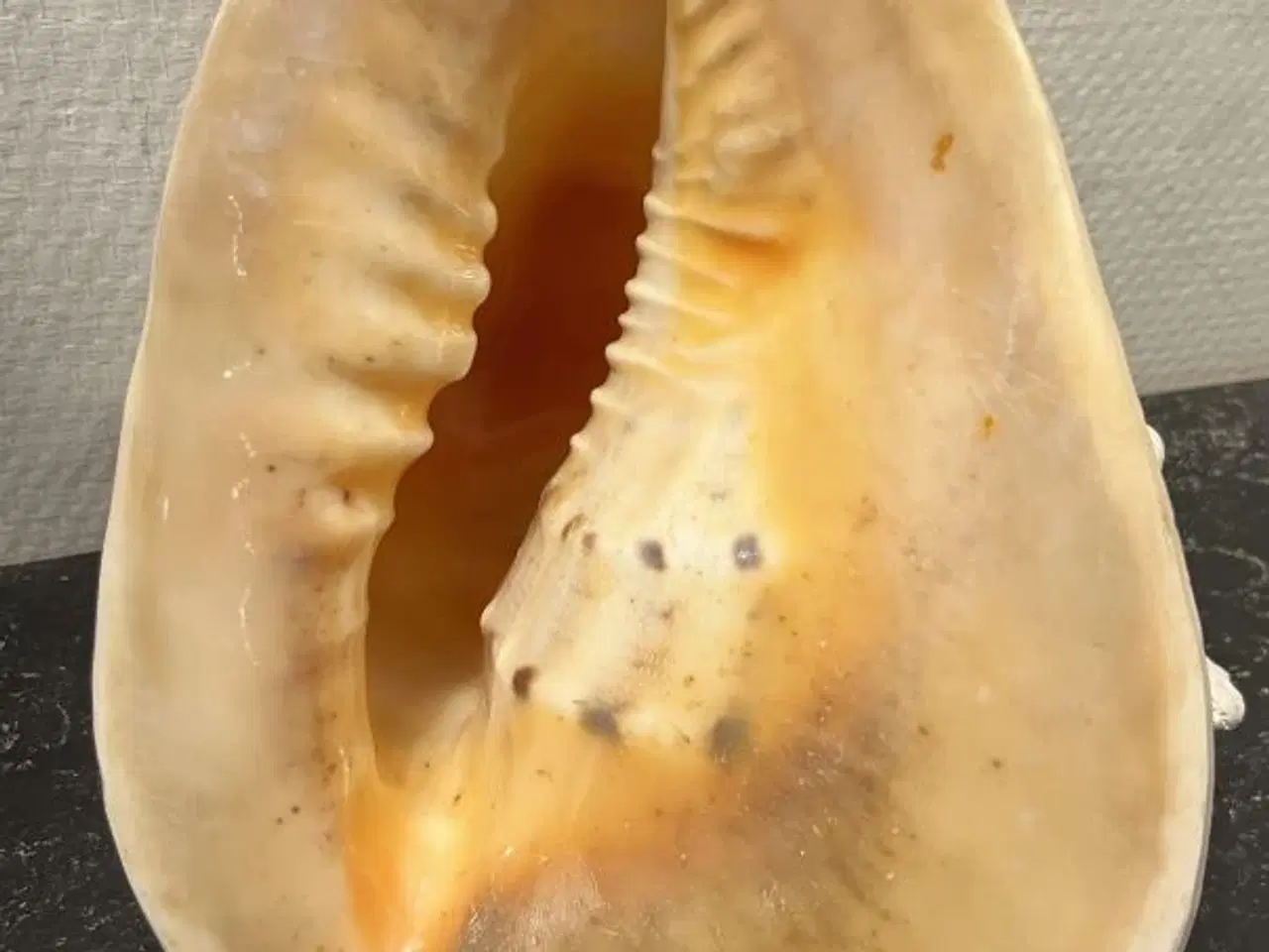 Billede 1 - Kæmpe konkylie  h. 25 cm. 180 kr.