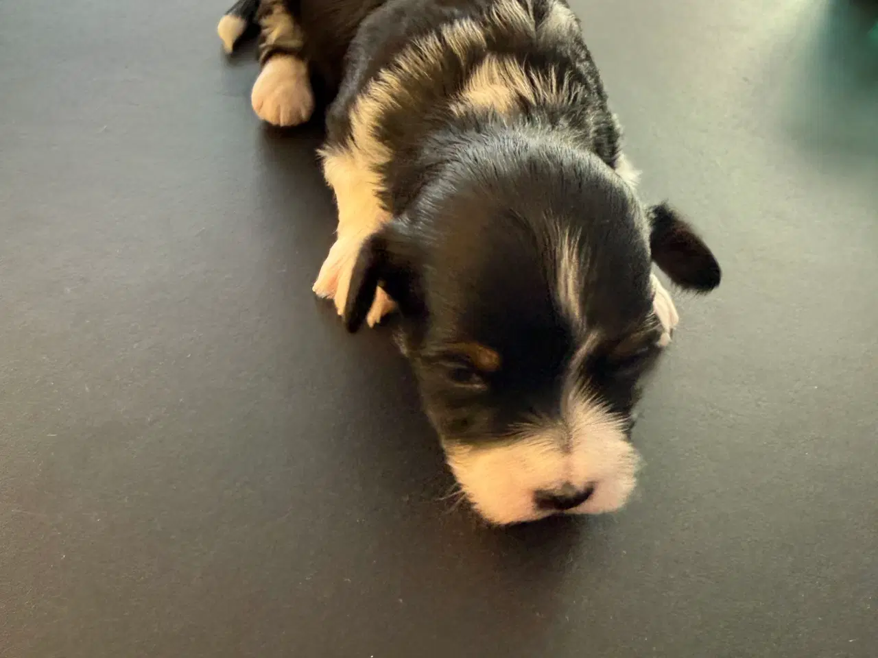 Billede 4 - Bichon havanaise hvalpe med stamtavle 