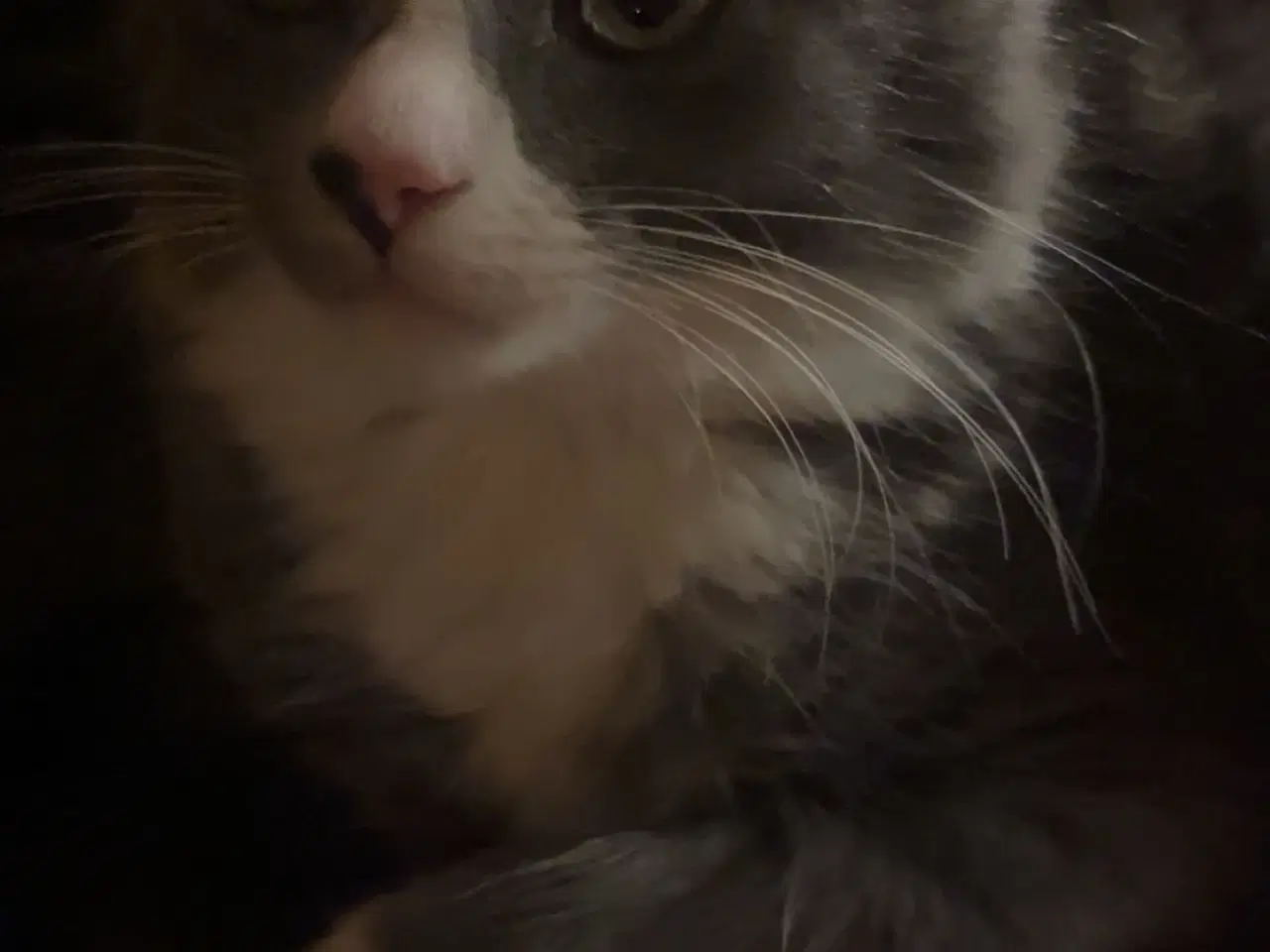 Billede 4 - Hunkilling på 12 uger, klar til afhentning