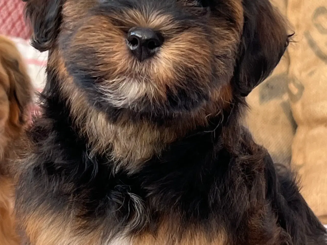 Billede 5 - Dejlige Bichon Havanais