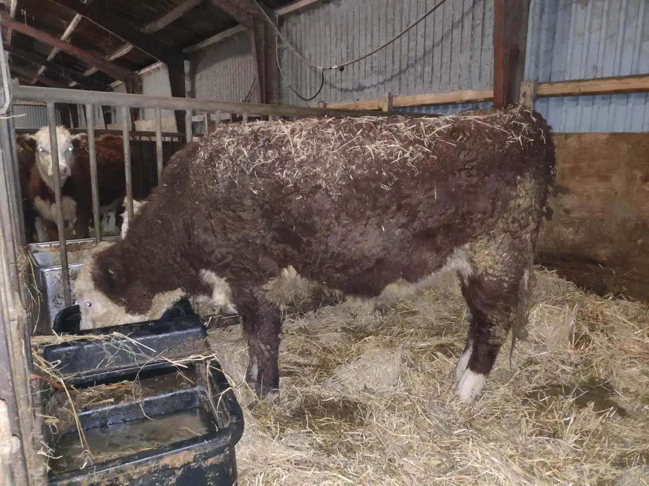 Billede 2 - Hereford tyre sælges 