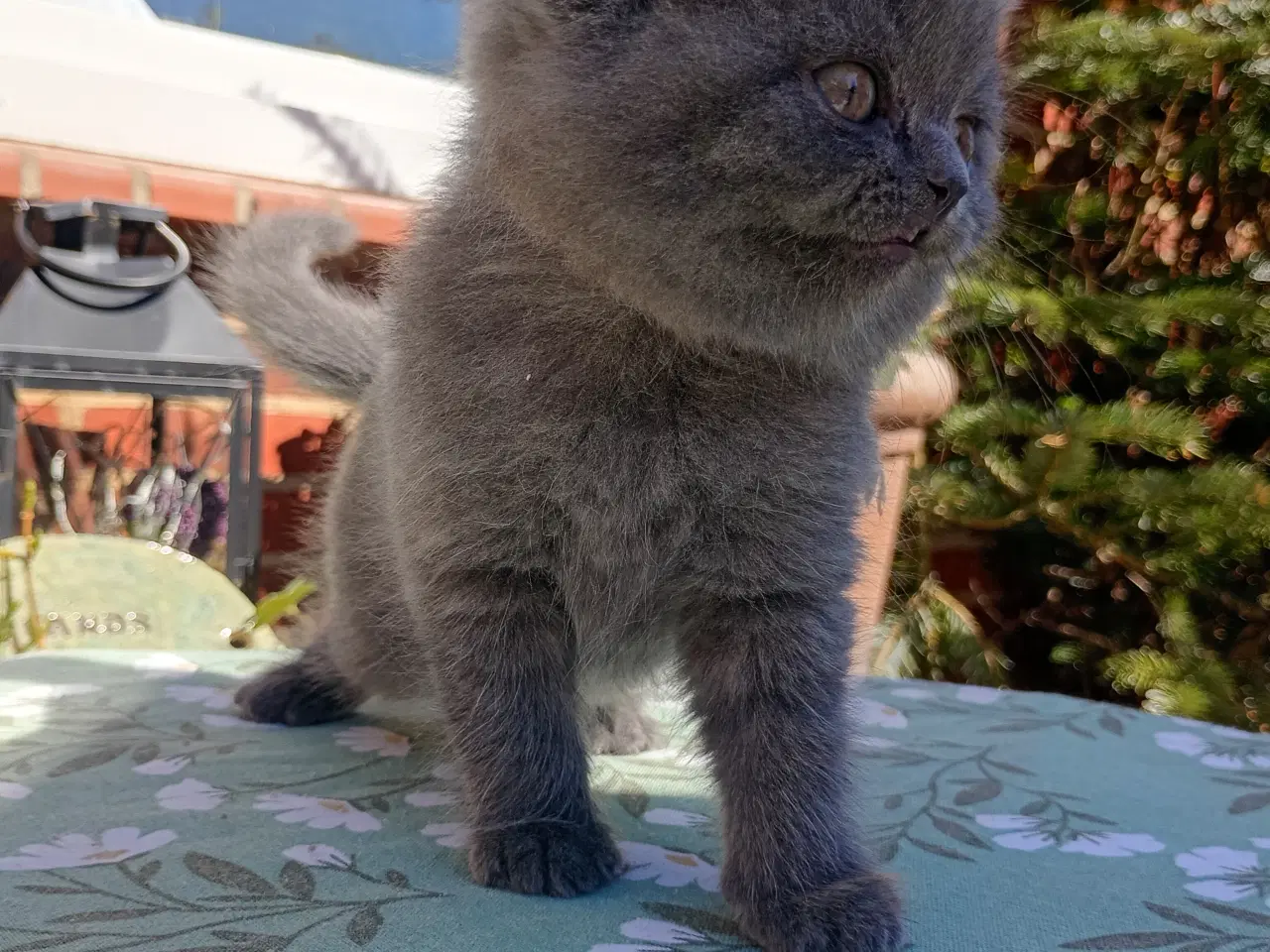 Billede 5 - British shorthair pige - RESERVERET