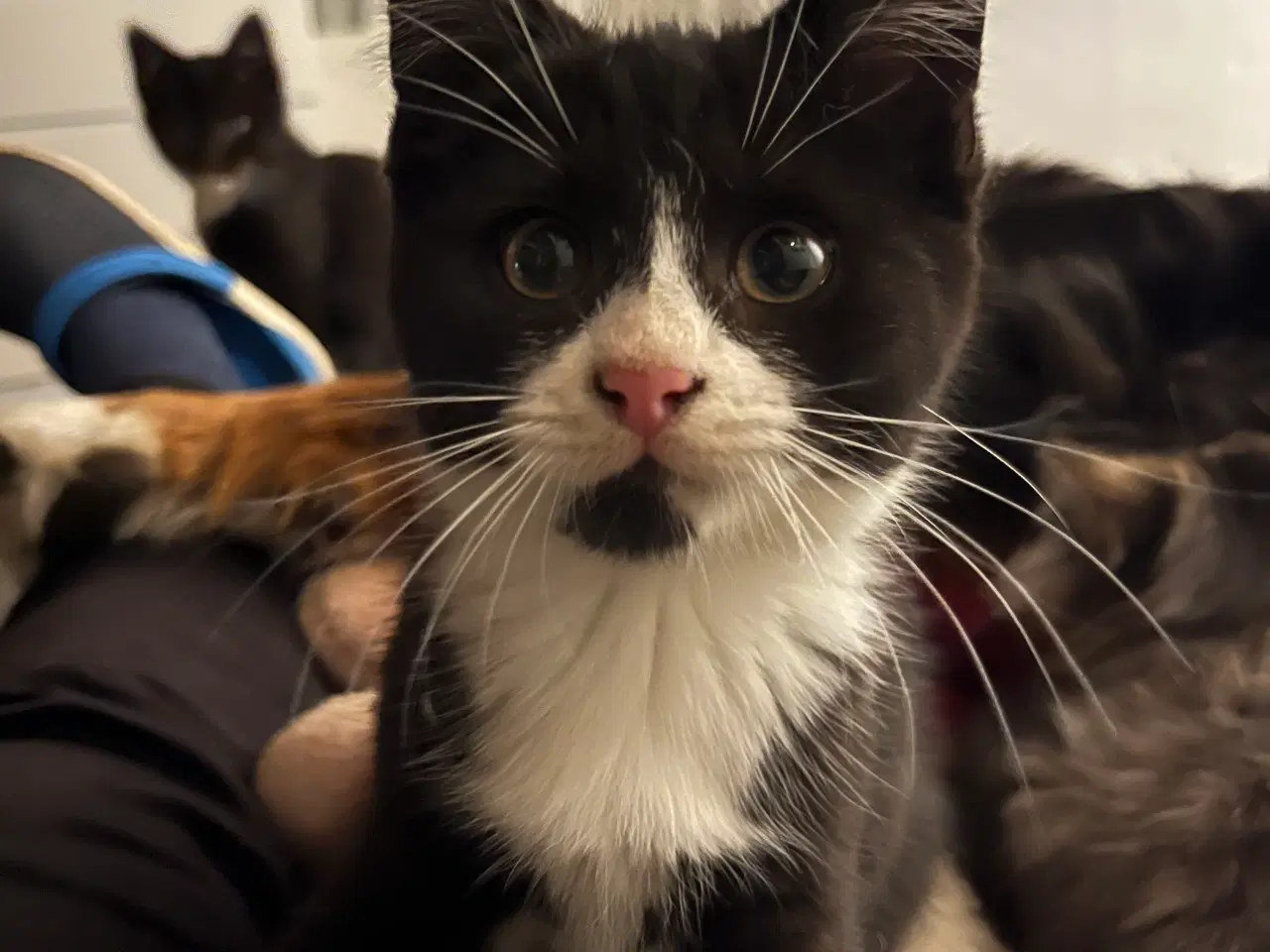 Billede 2 - Han-killing, Maine Coon-blanding 