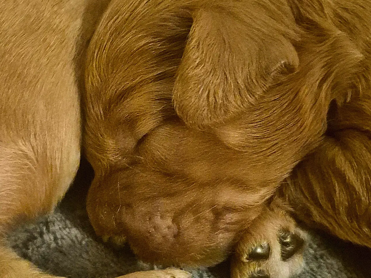 Billede 4 - Mellem doodle hvalpe 