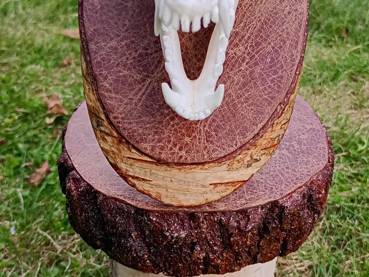 Billede 5 - Mårhund kraniet