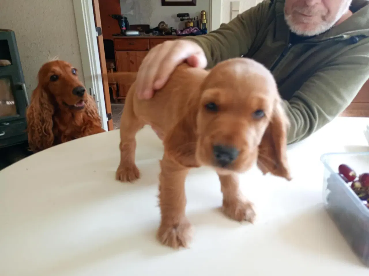Billede 4 - Cocker spaniel hvalp
