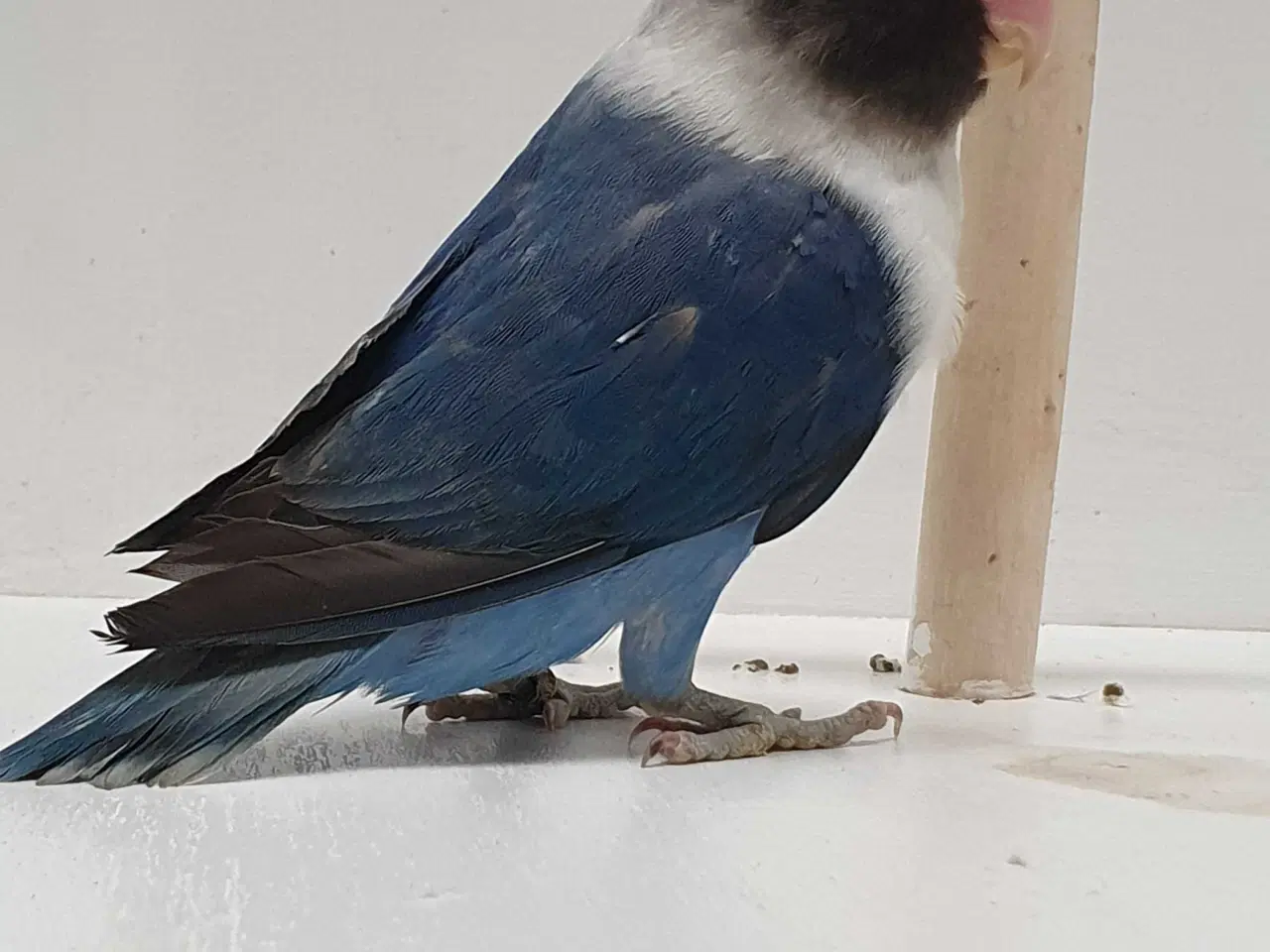 Billede 9 - Sorthovedet Dværgpapegøjepar 