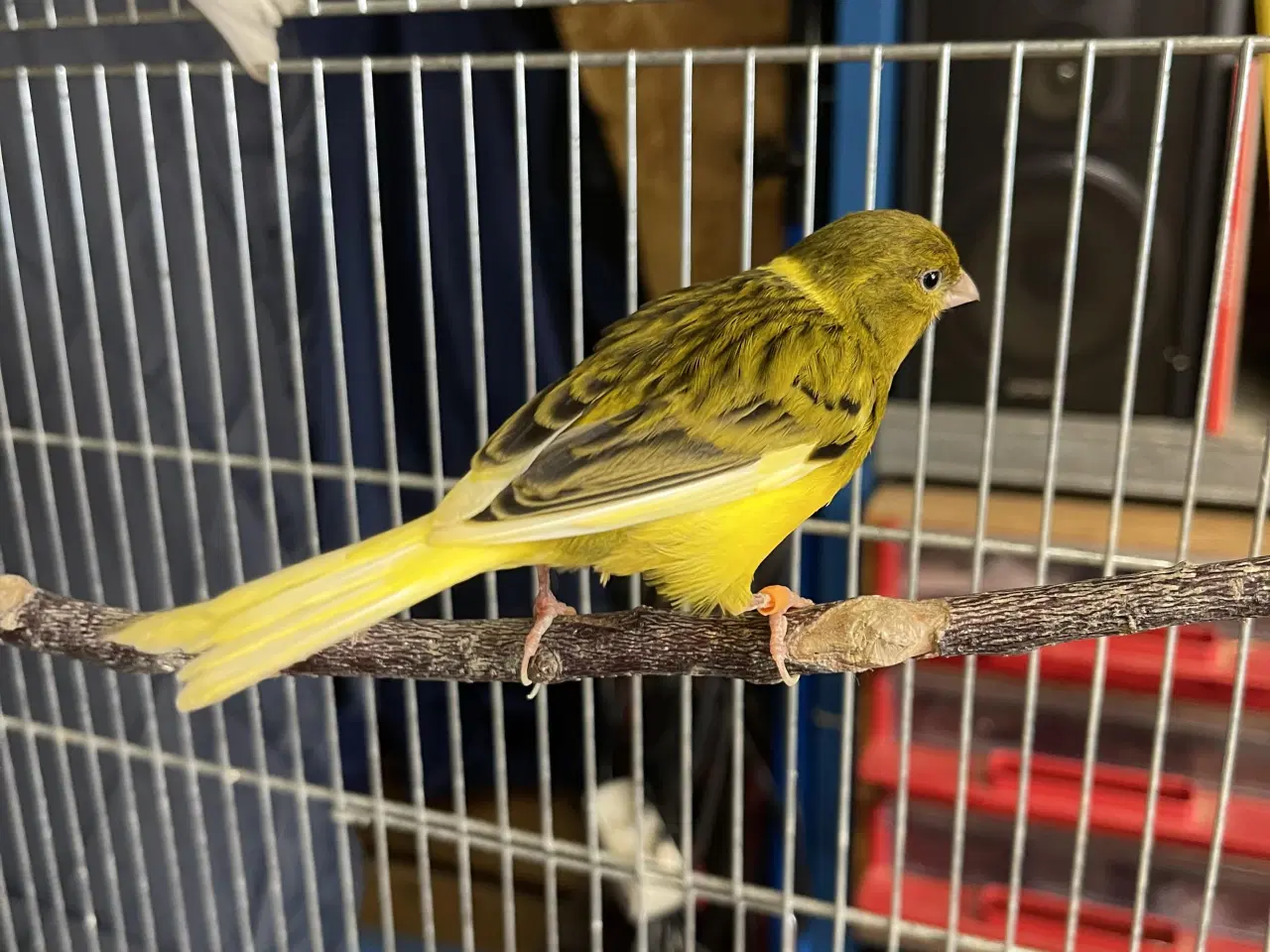 Billede 1 - Han Kanariefugl