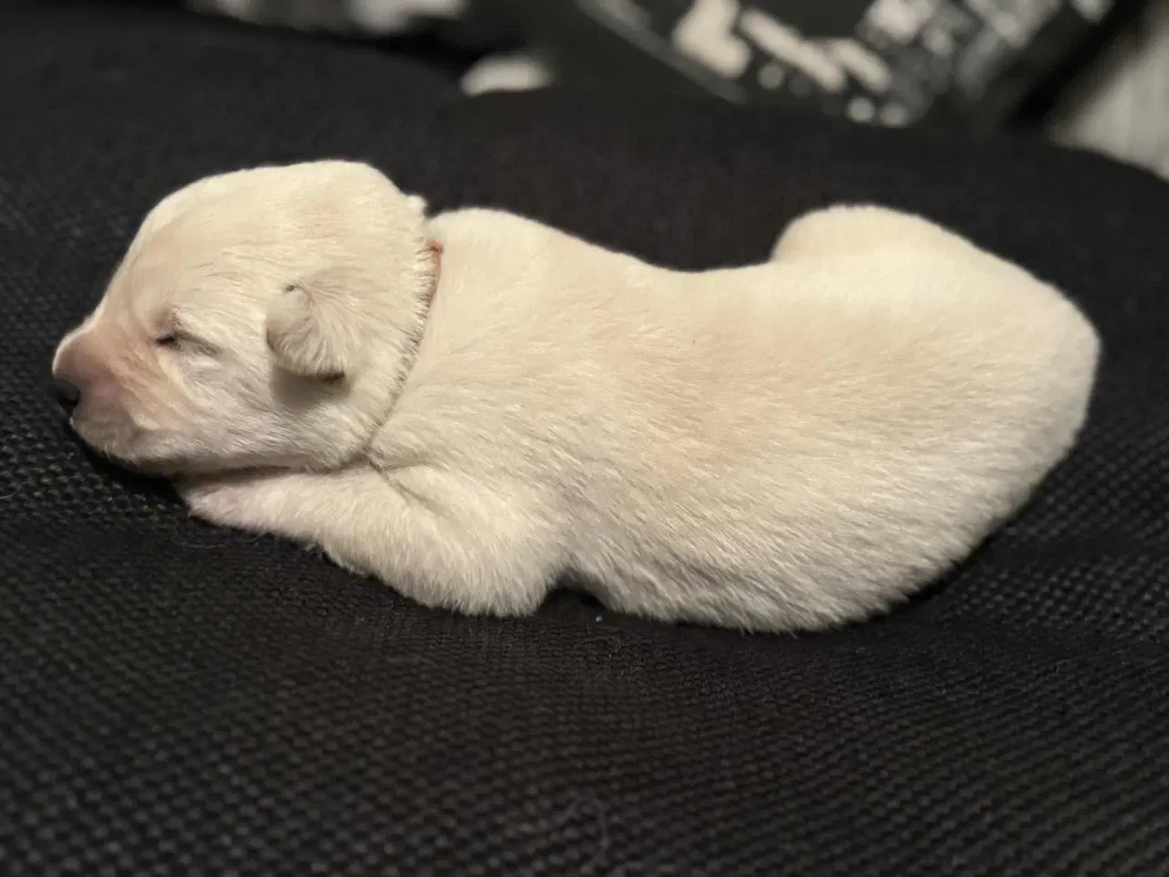 Billede 13 - Ønsker du en hund i julegave