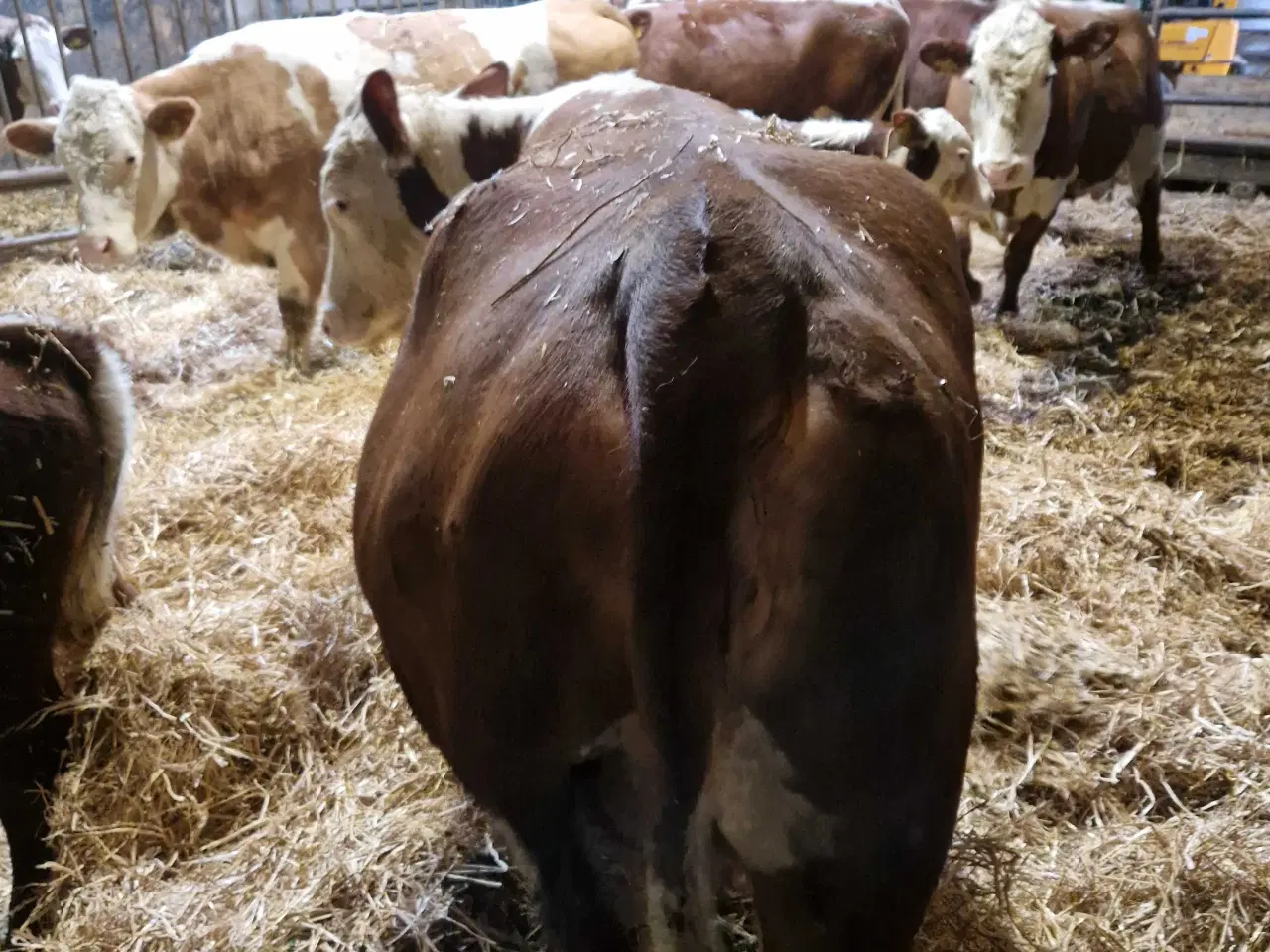 Billede 4 - Ko med kalv