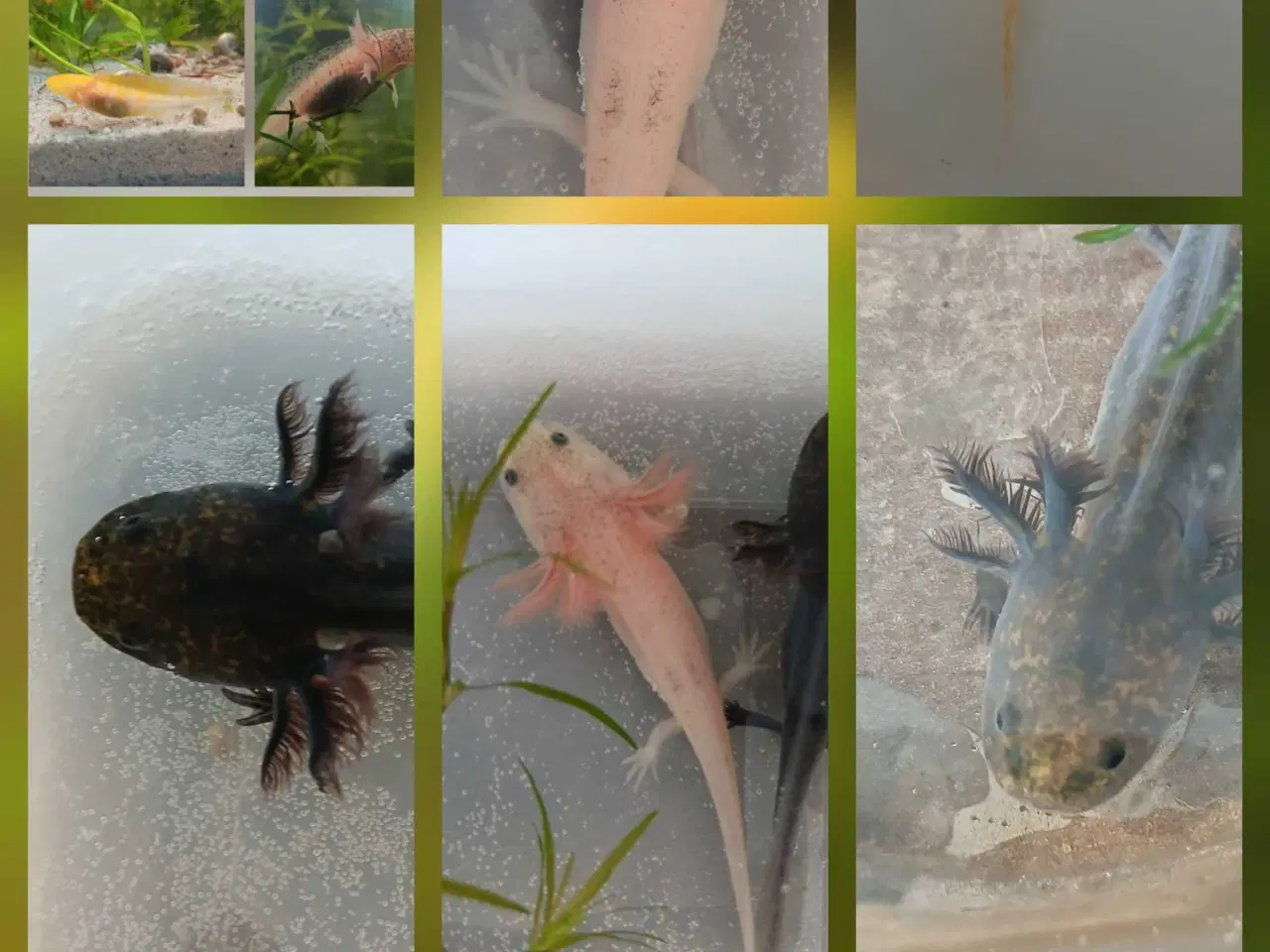 Billede 10 - Golden Mosaik axolotl 
