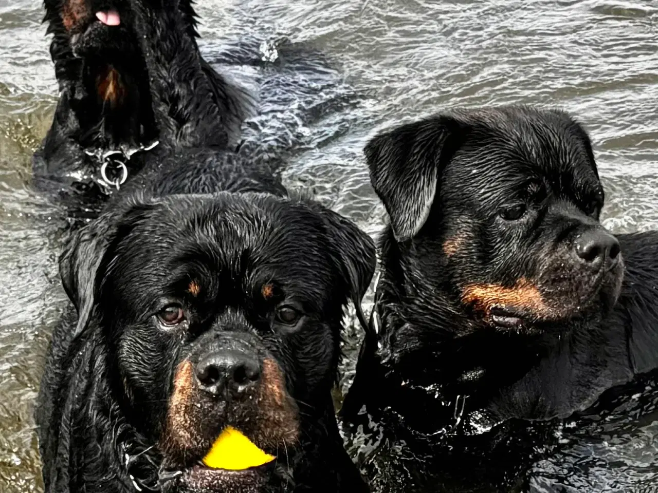 Billede 7 - M.B´Rottweiler Hvalpe