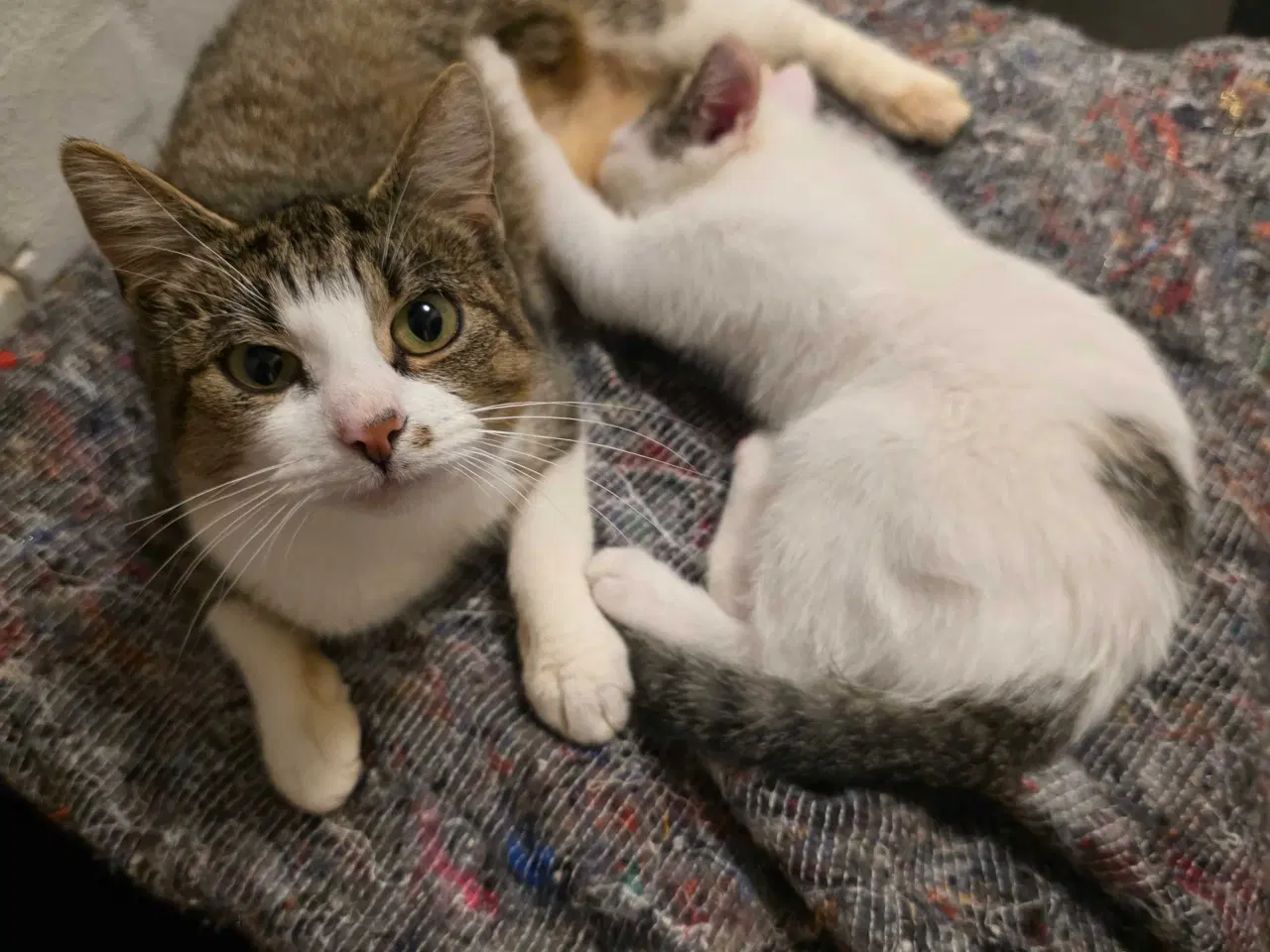 Billede 7 - Fræk og legesyg kattekilling