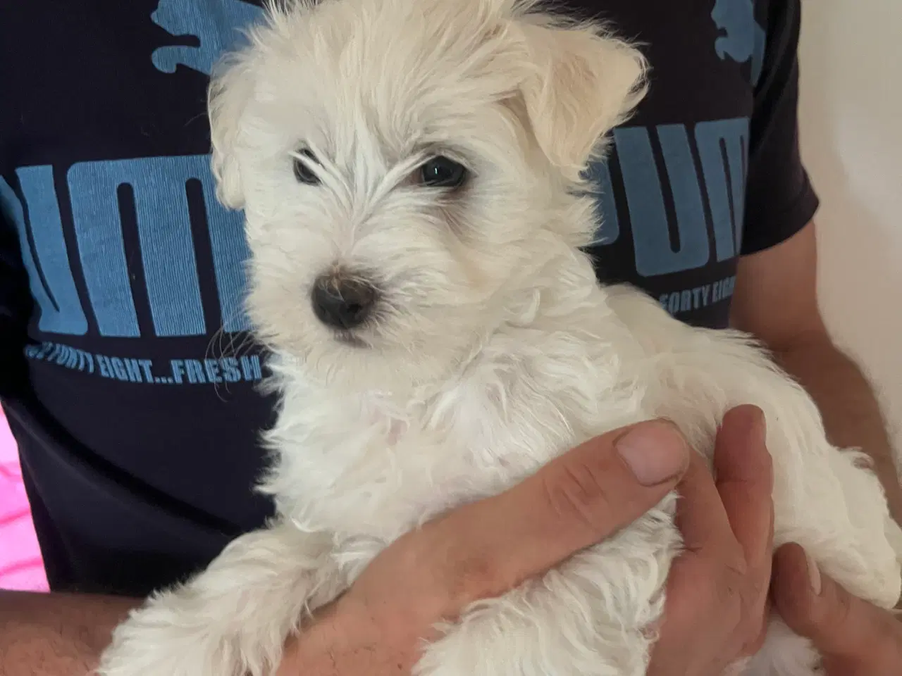 Billede 3 - Malteser/ Bichon hvalpe 