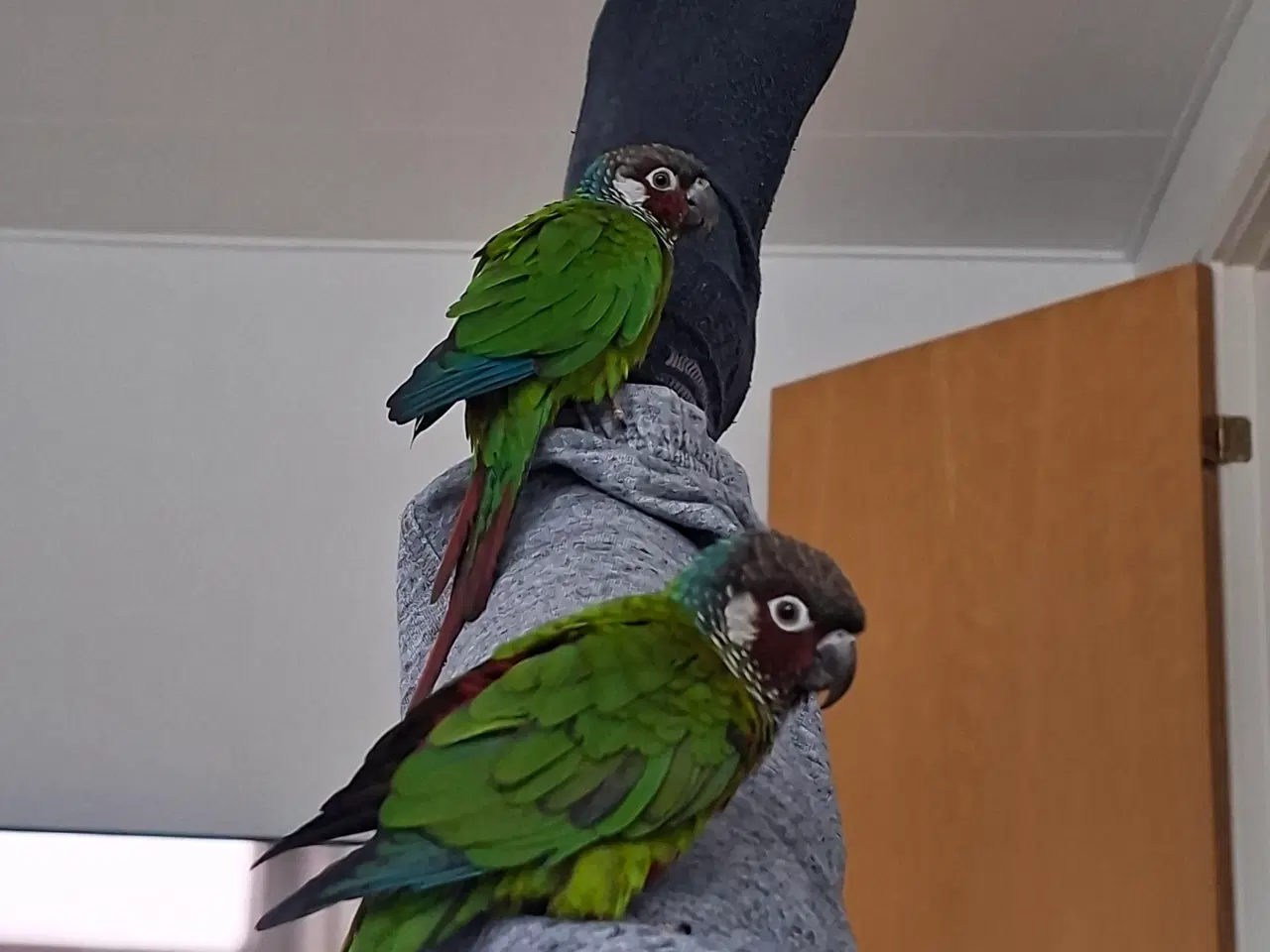 Billede 1 - Conure 2 stk.