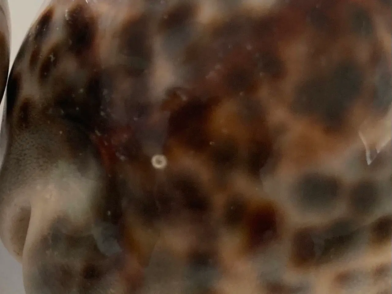 Billede 3 - Konkylie