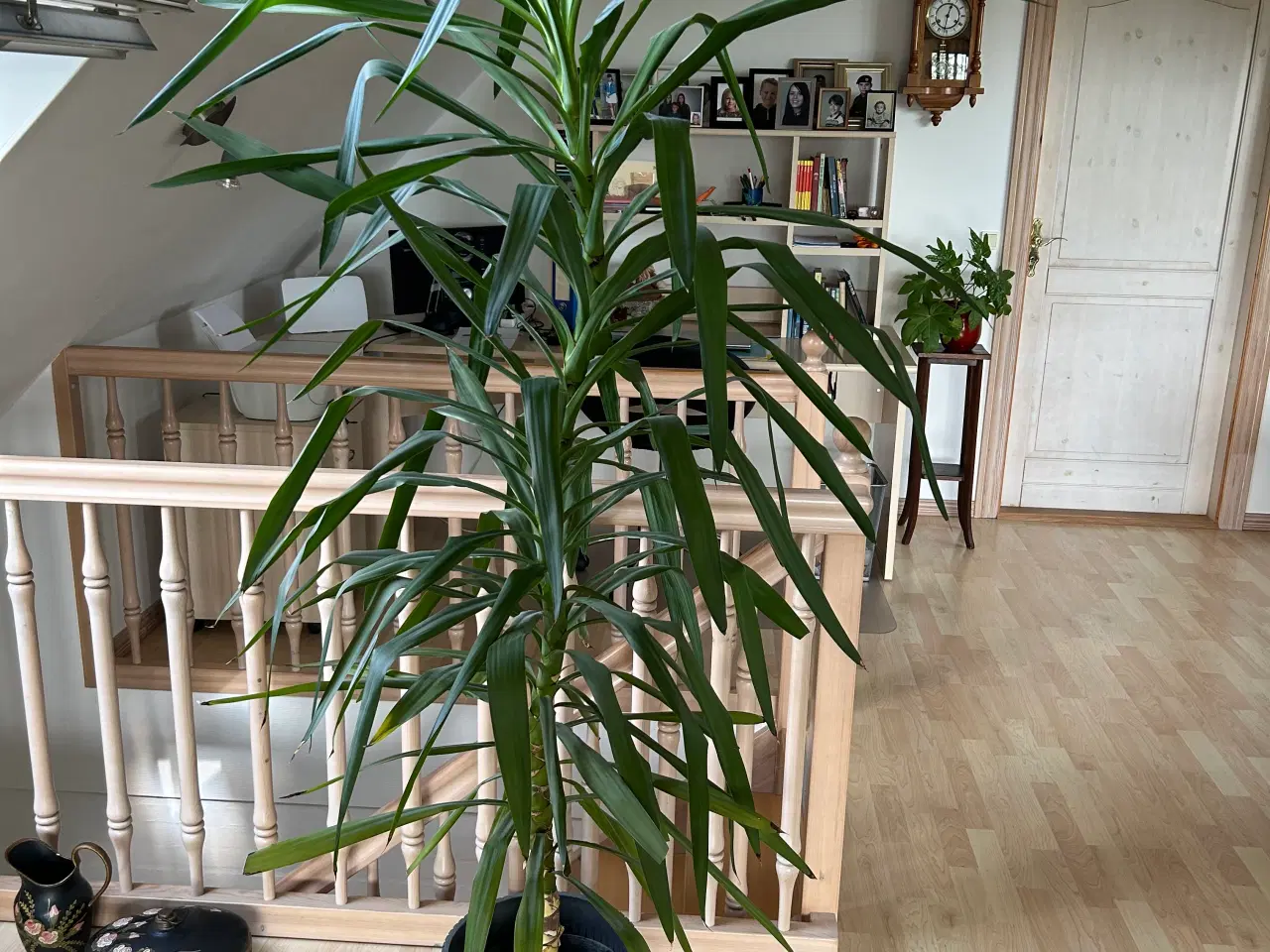 Billede 1 - Yucca plante