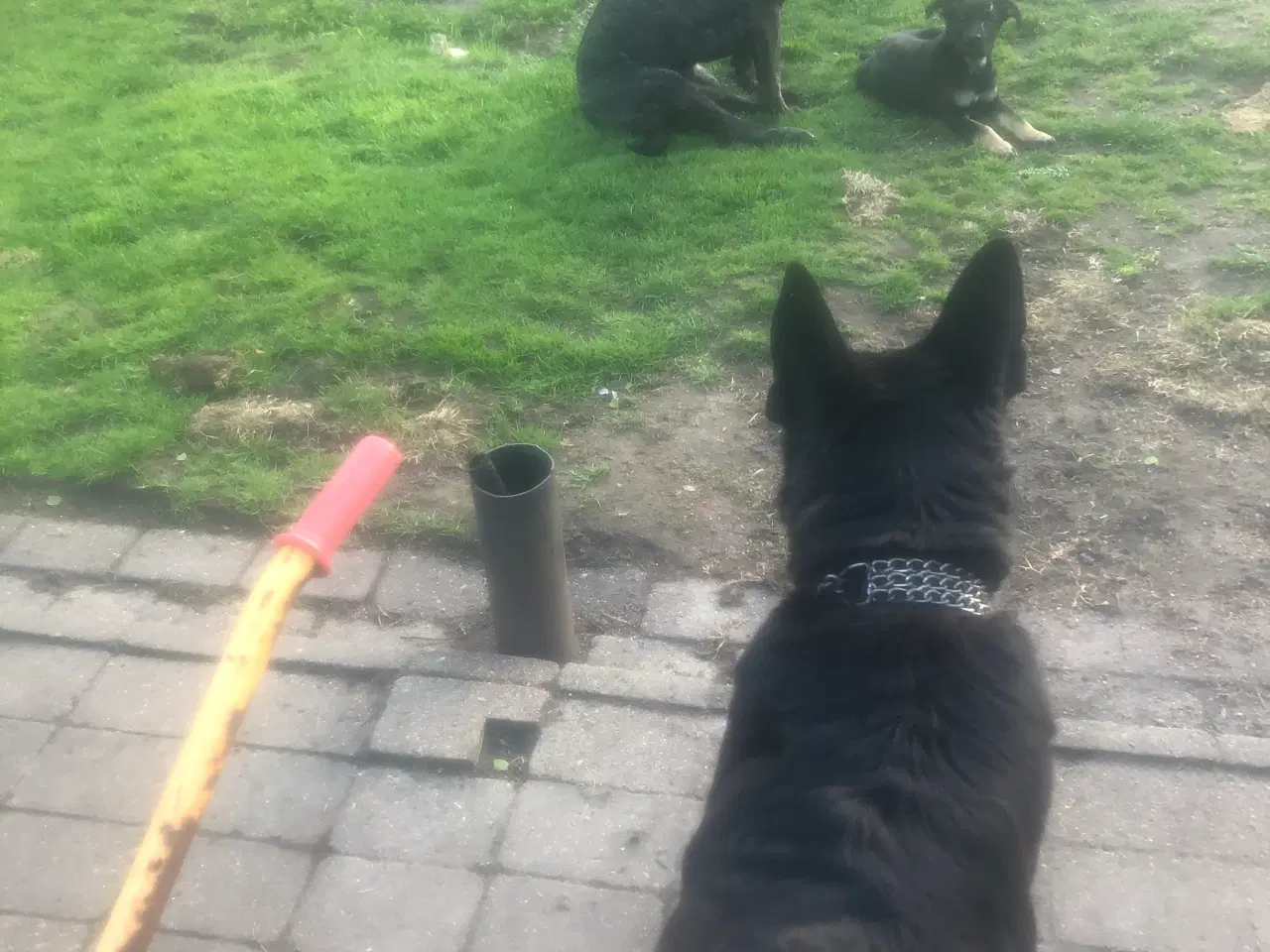 Billede 2 - Cane Corso / Shæfer