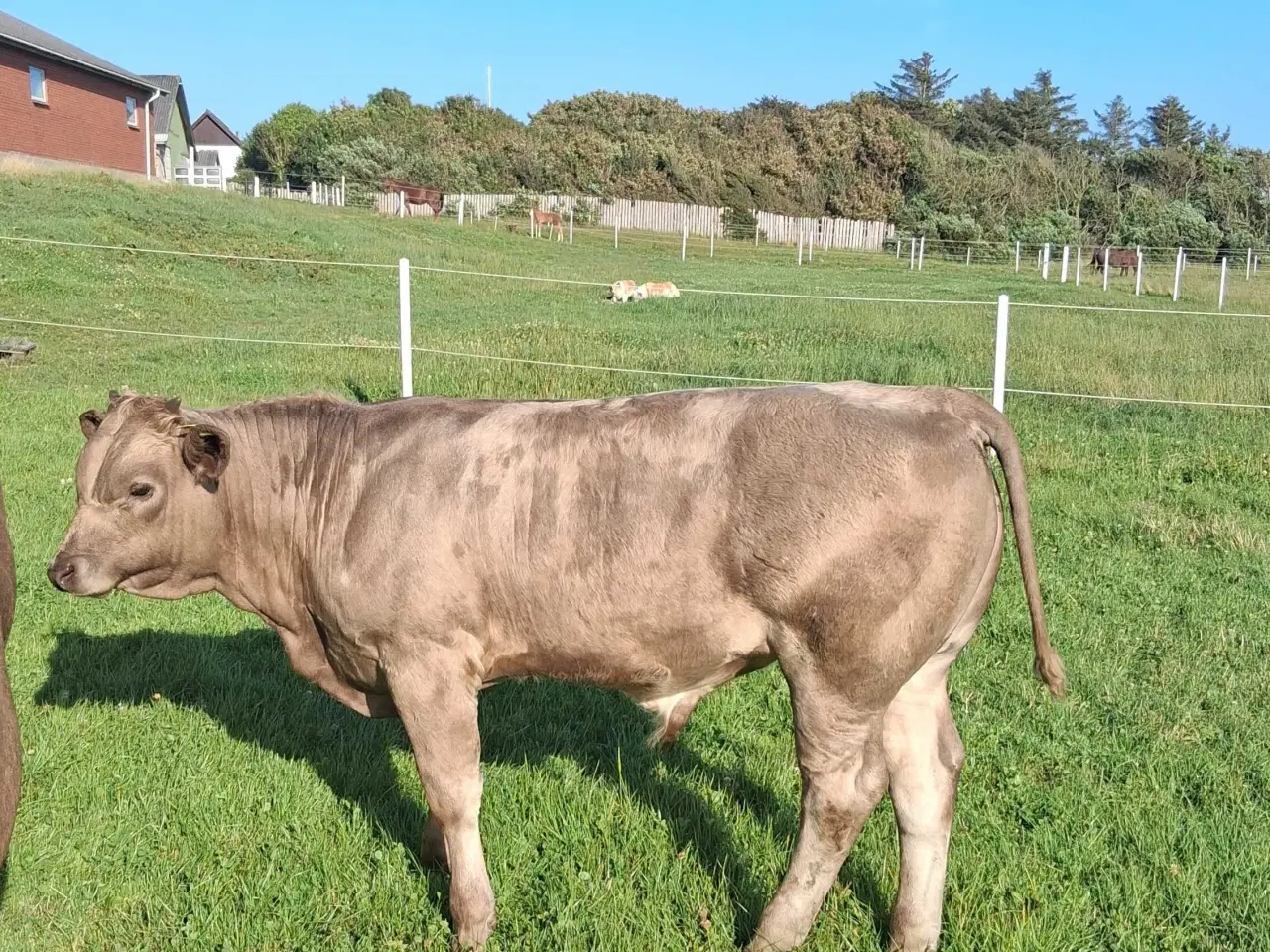 Billede 2 - Charolais kryds 