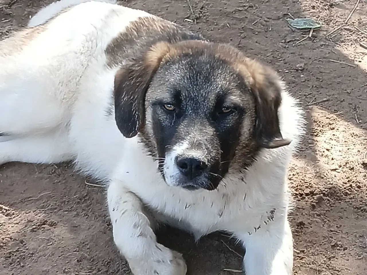 Billede 6 - Smukkeste Savannah 🩷