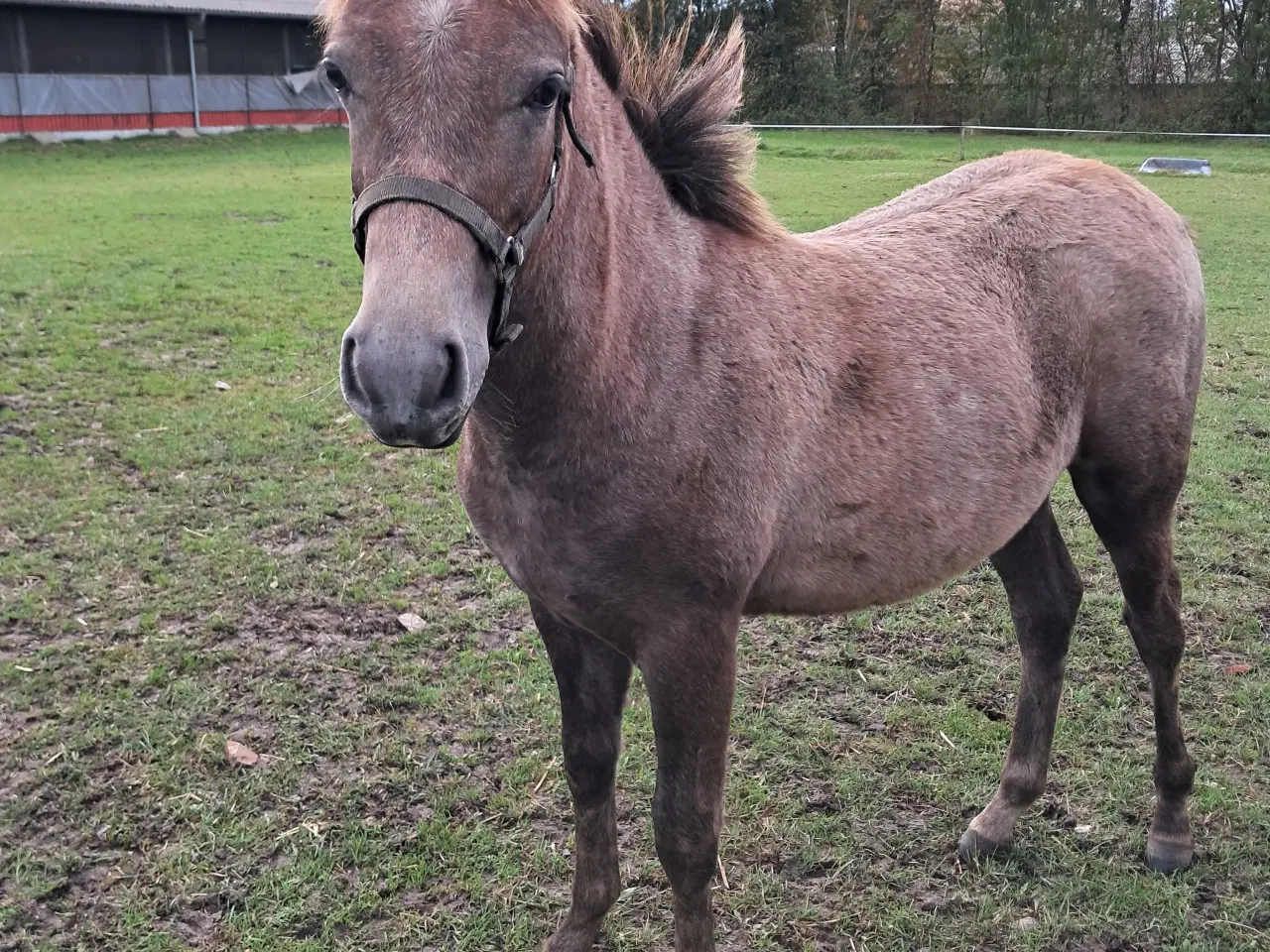 Billede 2 - Hingst fra 15-02-2024