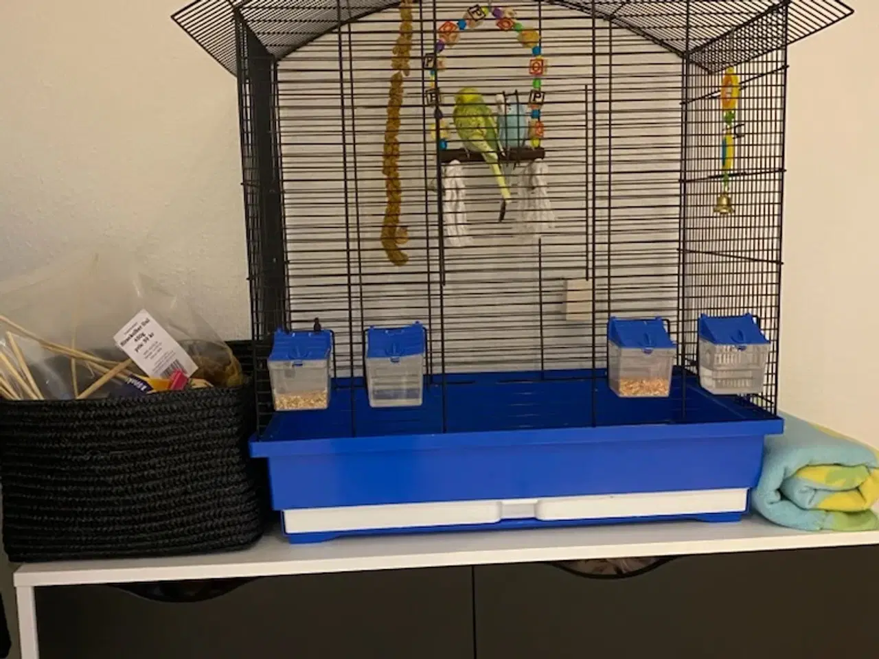 Billede 3 - 2 undulater sælges