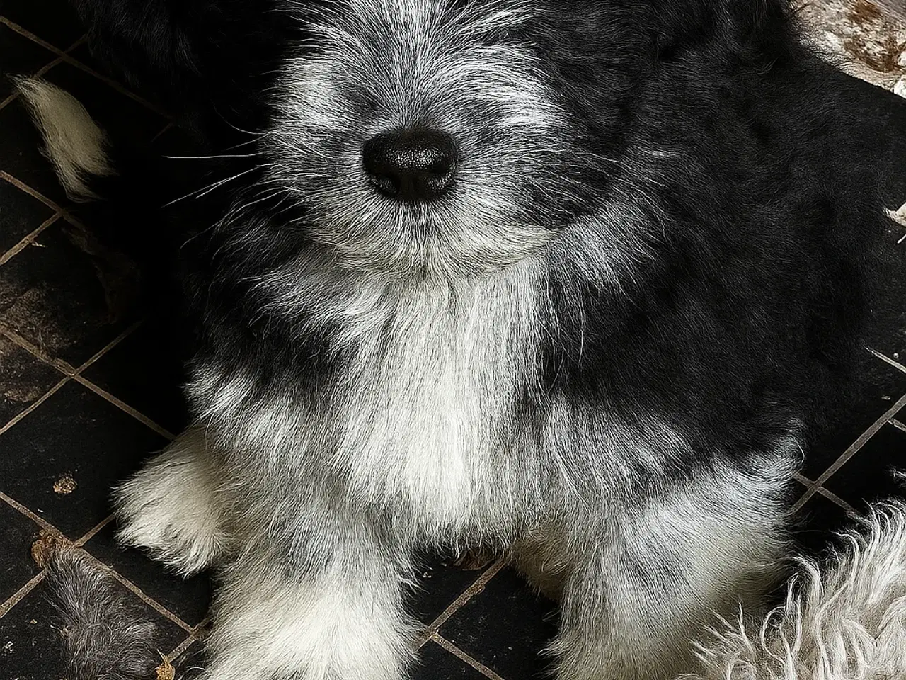 Billede 3 - Psykisk servicehund