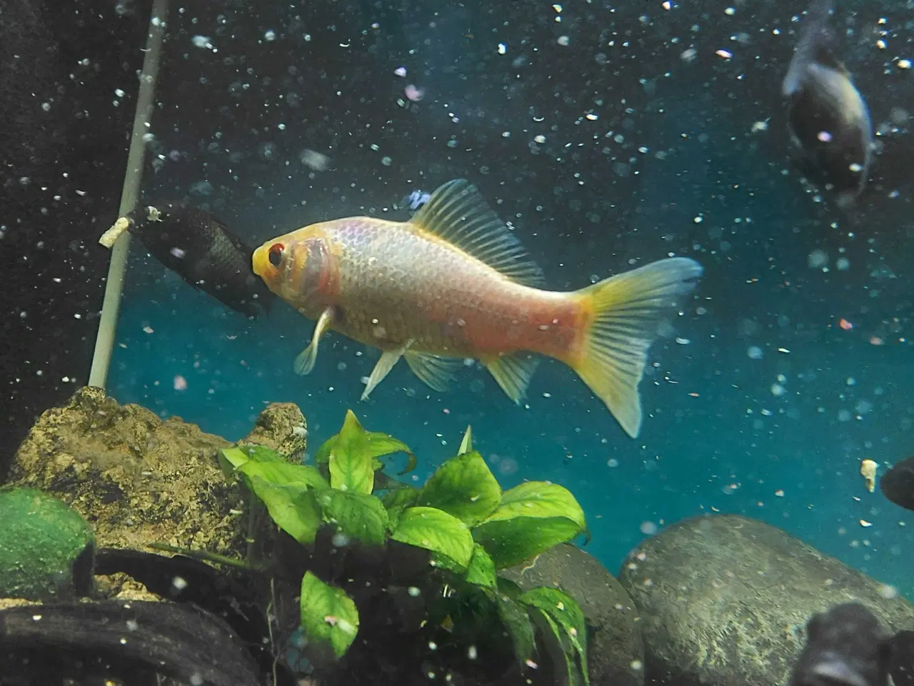 Billede 3 - guldfisk