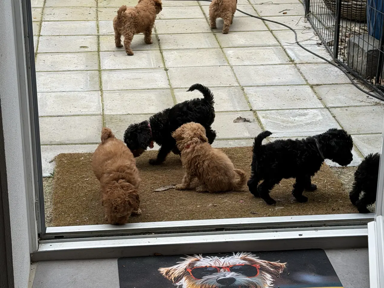 Billede 9 - Cavapoo hvalpe 