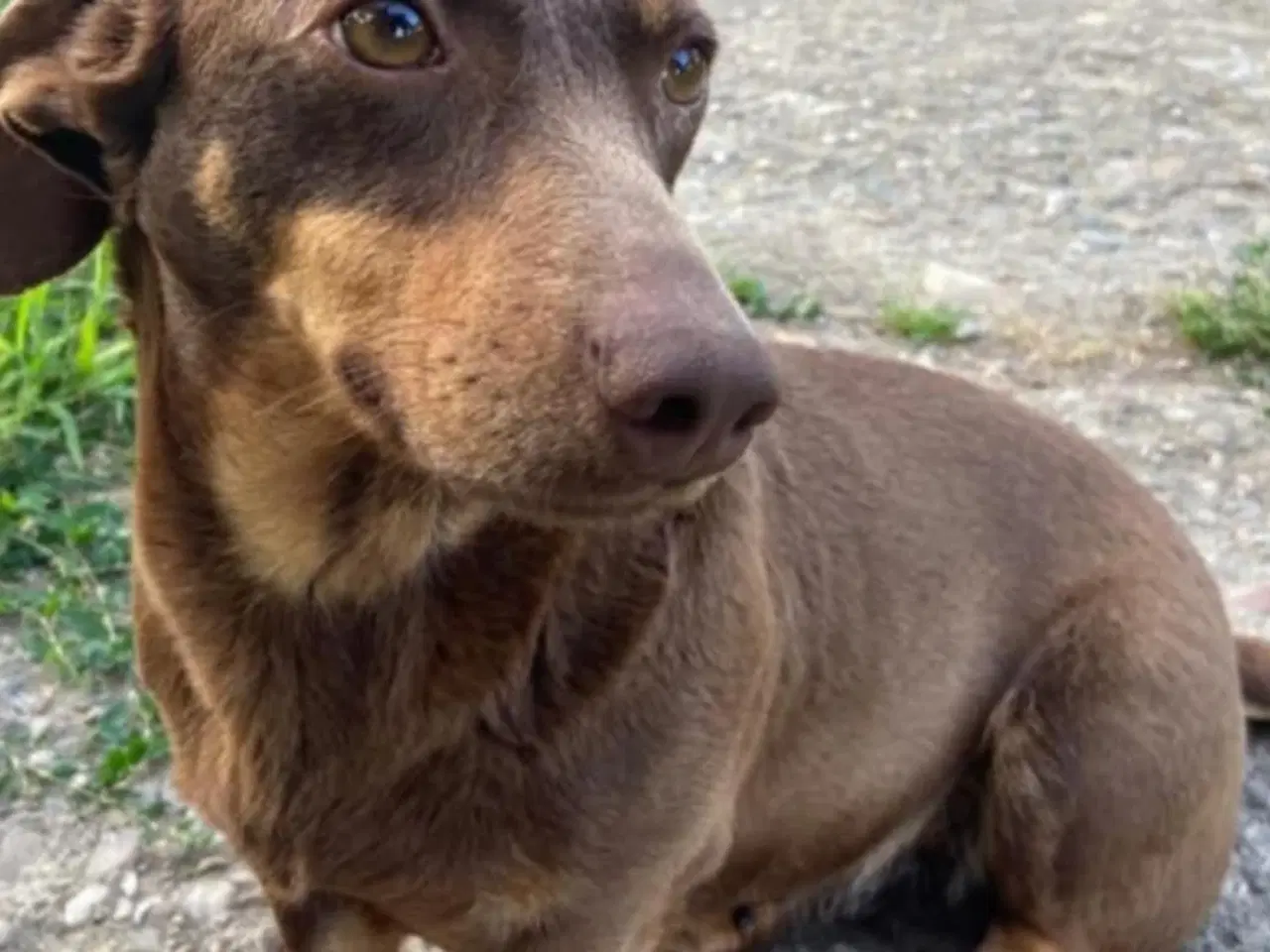 Billede 3 - Gravhund tæve