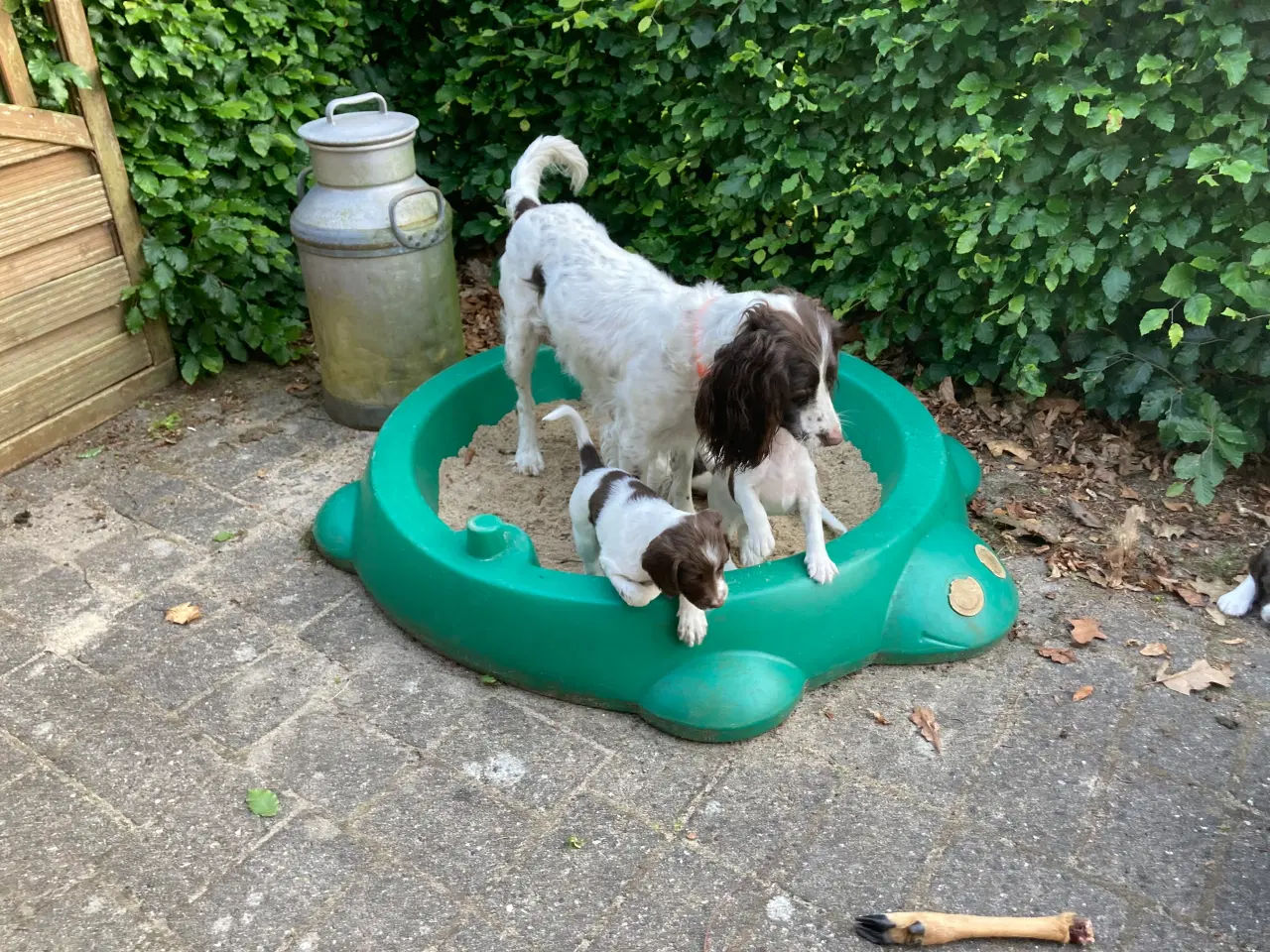 Billede 9 - Springer Spaniel🐶💙Klar til Nyt🏠Nu